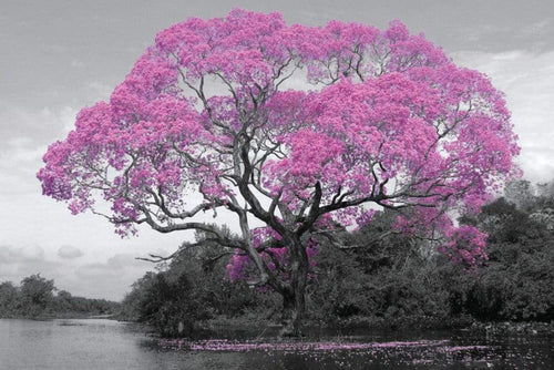 GBeye Tree Blossom Affiche 91,5x61cm | Yourdecoration.fr