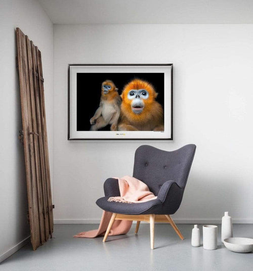 Komar Golden Snub nosed Monkey affiche art 40x30cm Sfeer | Yourdecoration.fr