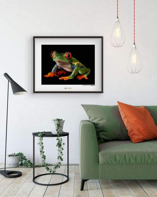 Komar Red eyed Treefrog affiche art 70x50cm Sfeer | Yourdecoration.fr