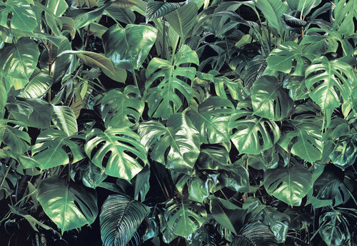 Komar Intisse Papier Peint 8 333 Verdure | Yourdecoration.fr