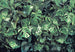 Komar Intisse Papier Peint 8 333 Verdure | Yourdecoration.fr