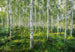 Komar Intisse Papier Peint 8 744 Sunny Day | Yourdecoration.fr