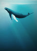 Komar Intisse Papier Peint Iax4 0045 Artsy Humpback Whale | Yourdecoration.fr