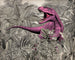 Komar Intisse Papier Peint Iax7 0022 Pinky | Yourdecoration.fr