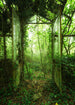 Komar Intisse Papier Peint Shx4 158 Greenhouse | Yourdecoration.fr