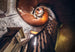 Komar Intisse Papier Peint Shx8 165 Oak Spiral | Yourdecoration.fr