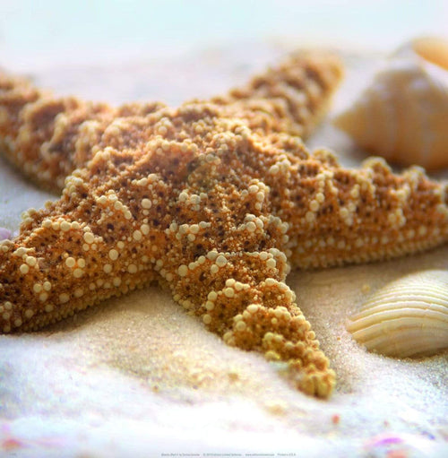 Donna Geissler Beach Shell II affiche art 30x30cm | Yourdecoration.fr