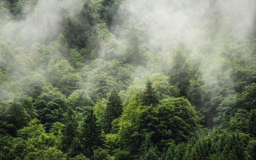 Komar Forest Land Papier Peint Intissé 400x250cm 4 bandes | Yourdecoration.fr