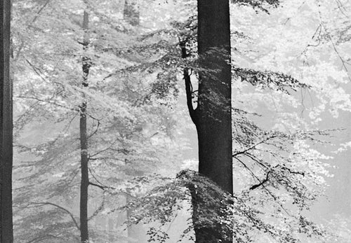 Papier Peint - Avalon 366x254cm - Papier