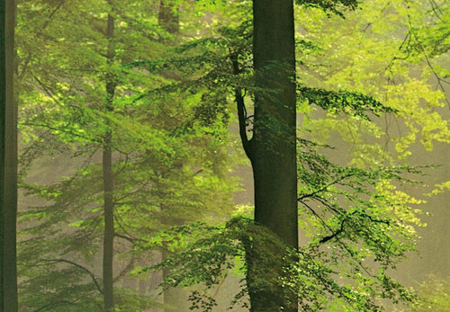 Papier Peint - Autumn Forest 366x254cm - Papier