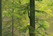 Papier Peint - Autumn Forest 366x254cm - Papier