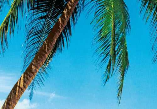 Papier Peint - Ile Tropicale 366x254cm - Papier