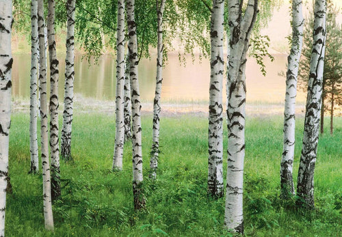 Papier Peint - Nordic Forest 366x254cm - Papier