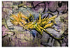 Papier Peint - Stunning Graffiti - Intissé