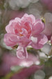Komar Bouquet Papier Peint 184x254cm | Yourdecoration.fr