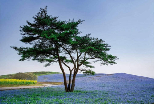 Wizard+Genius Tree in Blue Flower Field in Japan Papier Peint Intissé 384x260cm 8 bandes | Yourdecoration.fr