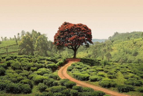 Wizard+Genius Red Tree and Hills in Sri Lanka Papier Peint Intissé 384x260cm 8 bandes | Yourdecoration.fr