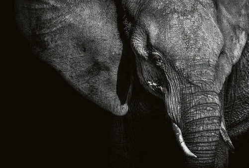 Wizard+Genius Beautiful Elephant Papier Peint Intissé 384x260cm 8 bandes | Yourdecoration.fr