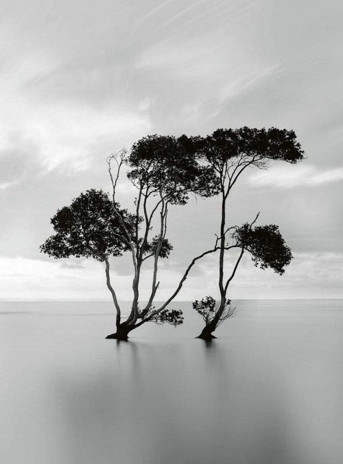 Wizard+Genius Trees In The Still Water Papier Peint Intissé 192x260cm 4 bandes | Yourdecoration.fr