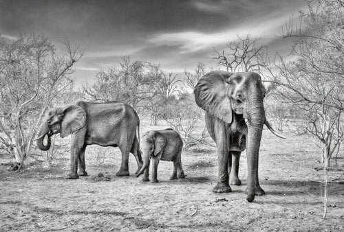Wizard+Genius Elephant Family Papier Peint Intissé 384x260cm 8 bandes | Yourdecoration.fr