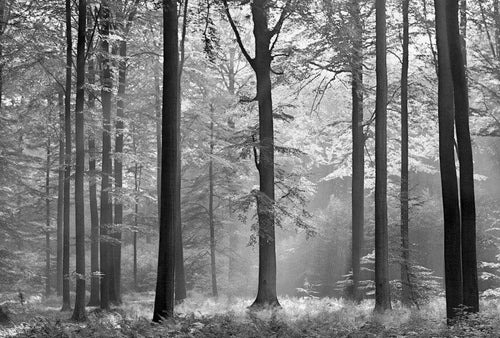 Wizard+Genius Avalon Papier Peint Intissé 384x260cm 8 bandes | Yourdecoration.fr