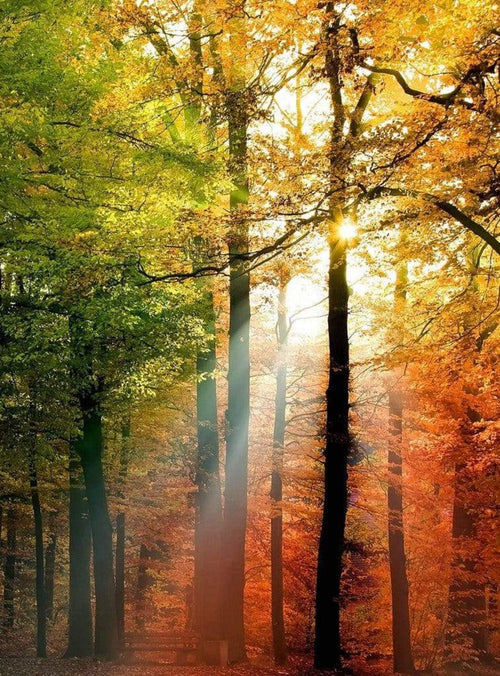 Wizard+Genius Golden Autumn Papier Peint Intissé 192x260cm 4 bandes | Yourdecoration.fr