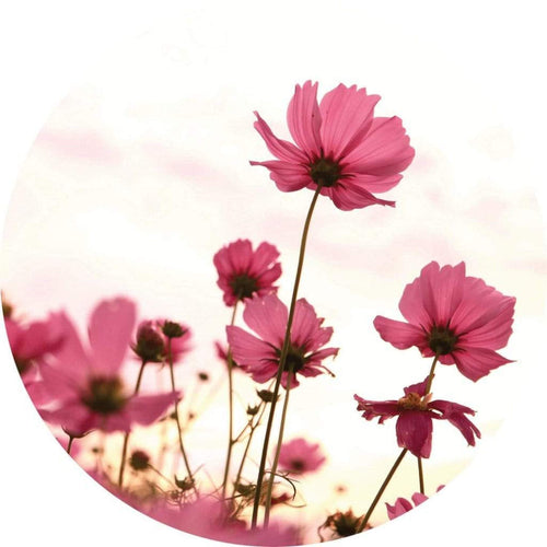Wizard+Genius Pink Kosmeen Papier Peint Intissé 140x140cm rond | Yourdecoration.fr