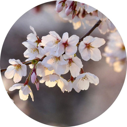Wizard+Genius Cherry Blossoms Papier Peint Intissé 140x140cm rond | Yourdecoration.fr