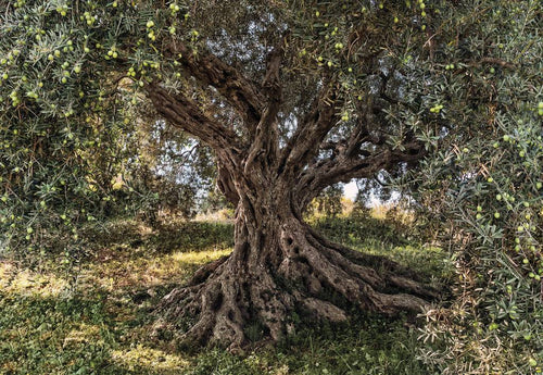 Komar Olive Tree Papier Peint National Geographic 368x254cm | Yourdecoration.fr