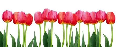 Dimex Bed of Tulips Papier Peint 375x150cm 5 bandes | Yourdecoration.fr