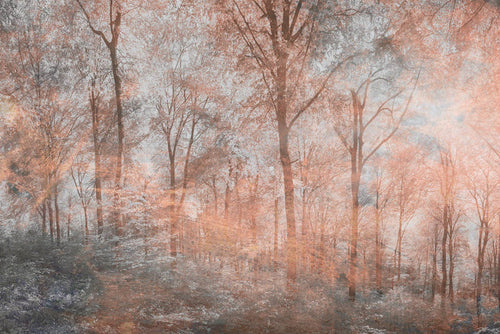 Dimex Colorful Forest Abstract Papier Peint 375x250cm 5 bandes | Yourdecoration.fr