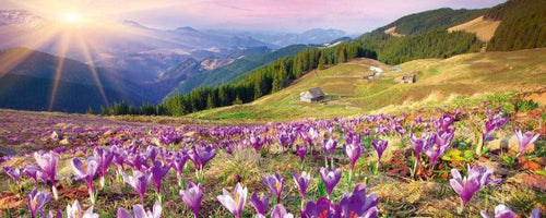 Dimex Crocuses at Spring Papier Peint 375x150cm 5 bandes | Yourdecoration.fr