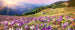 Dimex Crocuses at Spring Papier Peint 375x150cm 5 bandes | Yourdecoration.fr
