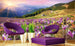 Dimex Crocuses at Spring Papier Peint 375x250cm 5 bandes ambiance | Yourdecoration.fr