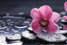 Dimex Orchid Papier Peint 375x250cm 5 bandes | Yourdecoration.fr