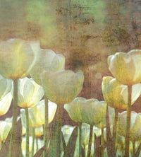 Dimex White Tulips Abstract Papier Peint 225x250cm 3 bandes | Yourdecoration.fr