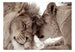 Papier Peint - Lion Tenderness Sepia - Intissé