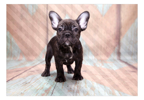 Papier Peint - French Bulldog - Intissé