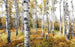 Komar Colorful Aspenwoods Papier Peint Intissé 450x280cm 9 bandes | Yourdecoration.fr