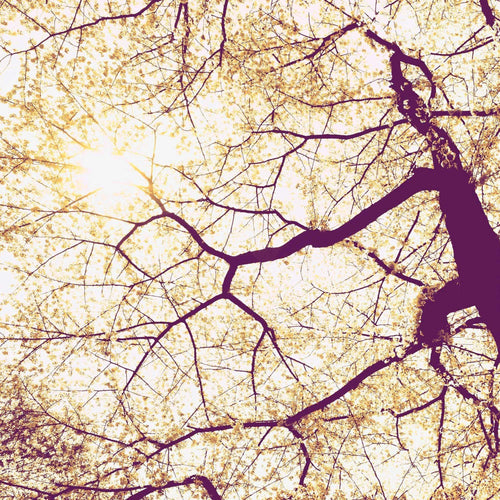 Komar Sunshine Papier Peint 250x250cm 5 bandes | Yourdecoration.fr