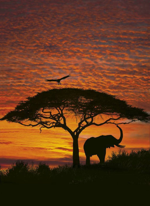 Komar African Sunset Papier Peint National Geographic 194x270cm | Yourdecoration.fr