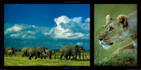 PGM DHM 13 Michel et Christine Denis Huot Elephants and Lioness Affiche Art 100x50cm | Yourdecoration.fr
