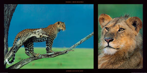 PGM DHM 17 Michel et Christine Denis Huot Leopard and Young Leon Affiche Art 100x50cm | Yourdecoration.fr