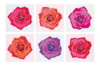 PGM EP 41 Emily Pop Pop Roses Affiche Art 91x61cm | Yourdecoration.fr