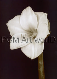 PGM FTP 17 Prades Fabregat Bora Bora Flower II Affiche Art 50x70cm | Yourdecoration.fr