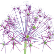 PGM INU 07 Ingrid Ulmer Wunderkerze Affiche Art 50x50cm | Yourdecoration.fr