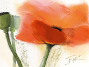 PGM PMG 03 Gerd Pflumm Faszination Mohn III Affiche Art 80x60cm | Yourdecoration.fr