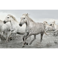 Grupo Erik GPE5238 White Horses Affiche 91,5X61cm | Yourdecoration.fr