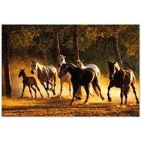 Grupo Erik GPE5532 Andalusian Horses Affiche 91,5X61cm | Yourdecoration.fr
