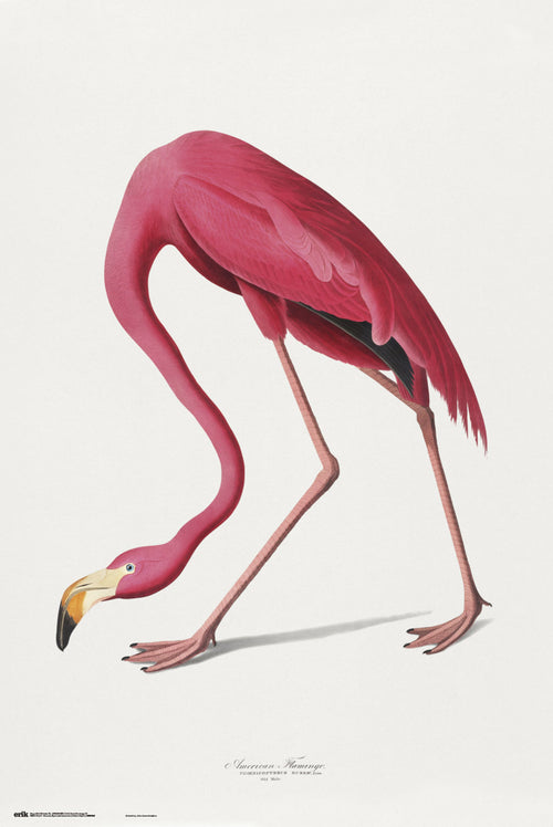 Grupo Erik GPE5541 American Flamingo Affiche 61X91,5cm | Yourdecoration.fr
